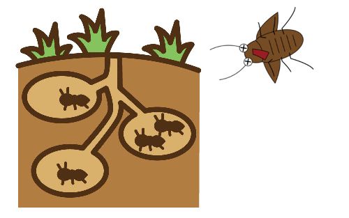 ゴキブリの巣はどこに作られるのか糞や巣の形は 退治の仕方は ヒロの生活情報館