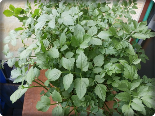 プランター栽培でセリの再生 ベランダで簡単に家庭菜園が出来ます ヒロの生活情報館
